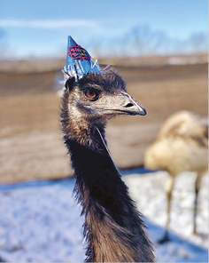 Emu wears a party hat.