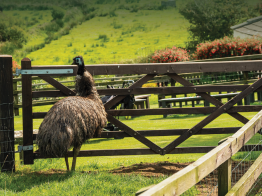 Brown emu in a wooden fence. 