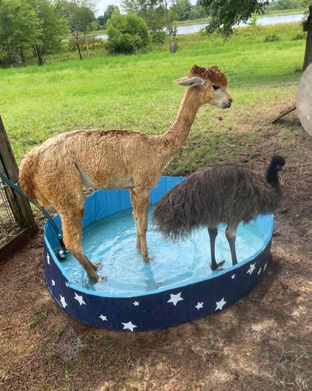 A baby llama and emu stand together in a kiddie pool. 