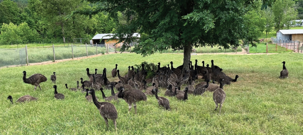 Herd of emus stand and sit around a tree in a fenced yard. 