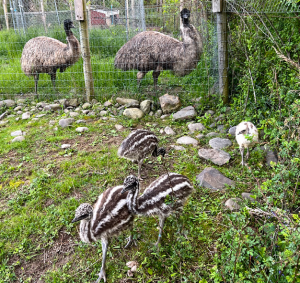 Three striped emu chicks walk around an enclosure with larger emus. 